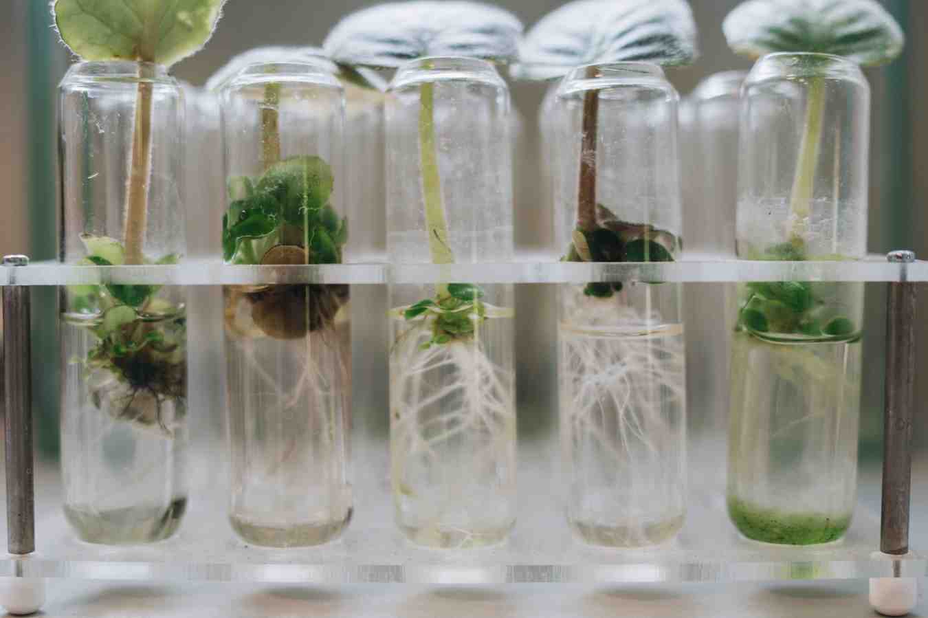Plantjes in reageerbuizen tijdens een biologisch experiment